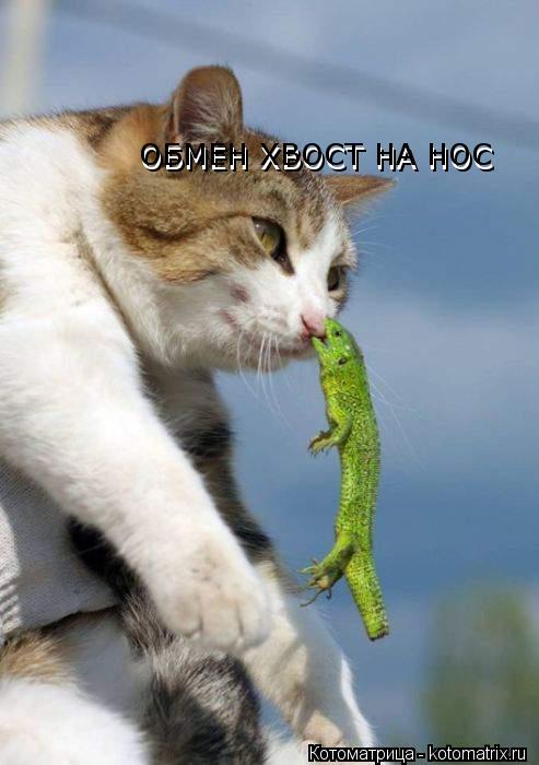 Котоматрица: ОБМЕН ХВОСТ НА НОС ОБМЕН ХВОСТ НА НОС