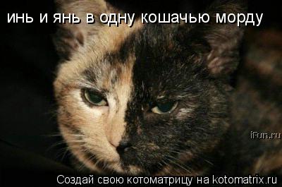 инь и янь в одну кошачью морду... Котоматрица: инь и янь в одну кошачью морду