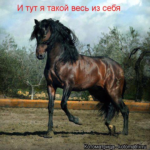 И тут я такой весь из себя И тут я такой весь из себя... Котоматрица: И тут я такой весь из себя И тут я такой весь из себя