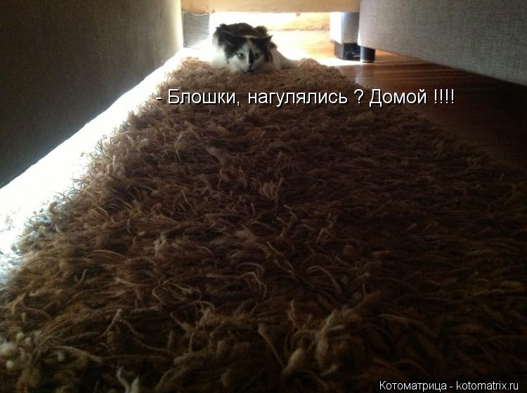 - Блошки, нагулялись ? Домой !!!!... Котоматрица: - Блошки, нагулялись ? Домой !!!!