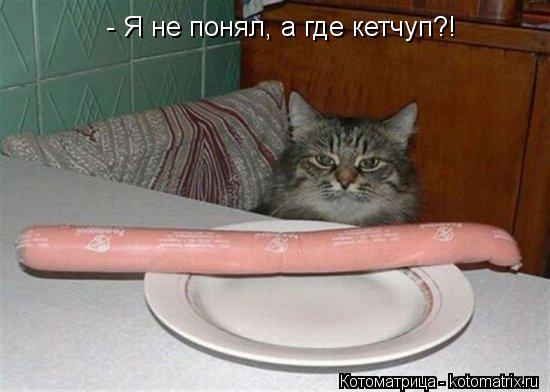 Котоматрица: - Я не понял, а где кетчуп?!
