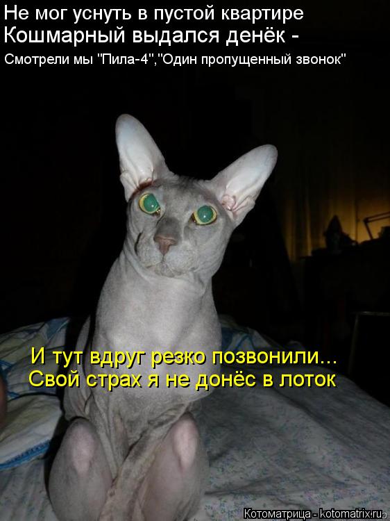 Котоматрица: Не мог уснуть в пустой квартире Кошмарный выдался денёк - Смотрели мы "Пила-4","Один пропущенный звонок"  И тут вдруг резко позвонили...  Свой с