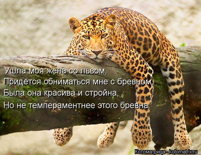 Ушла моя жена со львом, Придётся обниматься мне с бревном. Была она красива и стройна, Но не темперам... Котоматрица: Ушла моя жена со львом, Придётся обниматься мне с бревном. Была она красива и стройна, Но не темпераментнее этого бревна.