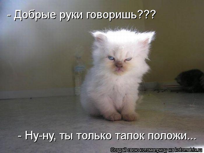 Котоматрица: - Добрые руки говоришь??? - Ну-ну, ты только тапок положи...