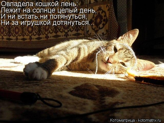 Овладела кошкой лень: Лежит на солнце целый день, И ни встать,ни потянуться, Ни за игрушкой дотянутьс... Котоматрица: Овладела кошкой лень: Лежит на солнце целый день, И ни встать,ни потянуться, Ни за игрушкой дотянуться...