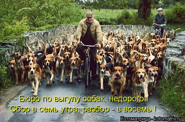 - Бюро по выгулу собак, недорого ! Сбор в семь утра, разбор - в восемь !... Котоматрица: - Бюро по выгулу собак, недорого ! Сбор в семь утра, разбор - в восемь !