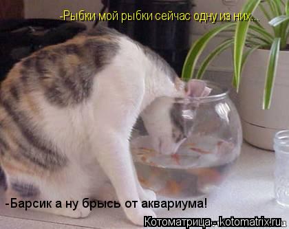 -Рыбки мой рыбки сейчас одну из них... -Барсик а ну брысь от аквариума!... Котоматрица: -Рыбки мой рыбки сейчас одну из них... -Барсик а ну брысь от аквариума!