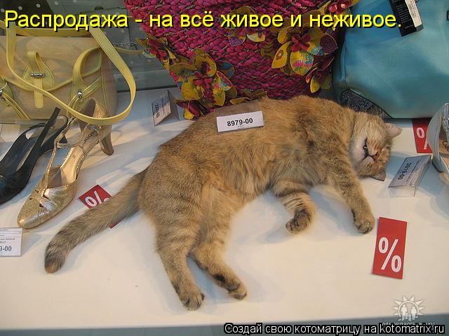 Распродажа - на всё живое и неживое.... Котоматрица: Распродажа - на всё живое и неживое.