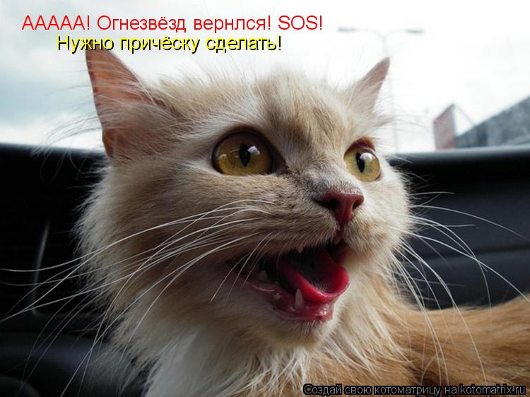 ААААА! Огнезвёзд вернлся! SOS! Нужно причёску сделать!... Котоматрица: ААААА! Огнезвёзд вернлся! SOS! Нужно причёску сделать!