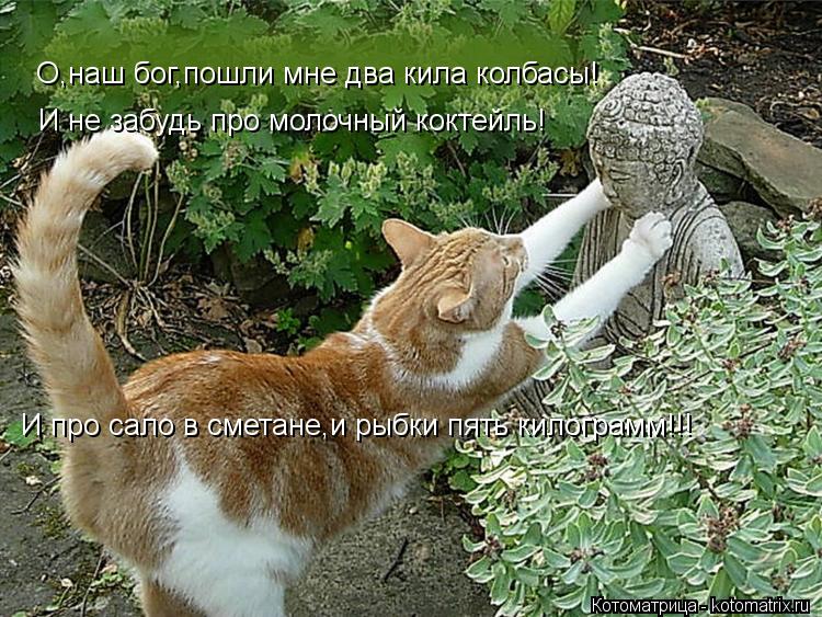 Котоматрица: О,наш бог,пошли мне два кила колбасы! И не забудь про молочный коктейль! И про сало в сметане,и рыбки пять килограмм!!!