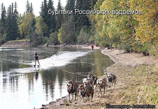 бурлаки Российских водоёмов.... Котоматрица: бурлаки Российских водоёмов.