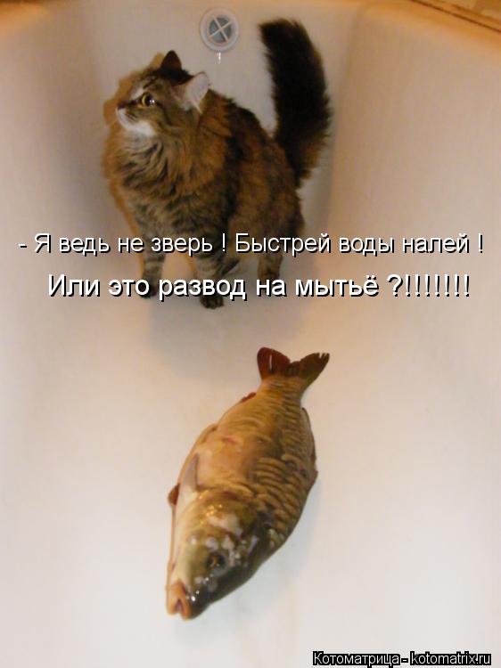 - Я ведь не зверь ! Быстрей воды налей ! Или это развод на мытьё ?!!!!!!!... Котоматрица: - Я ведь не зверь ! Быстрей воды налей ! Или это развод на мытьё ?!!!!!!!