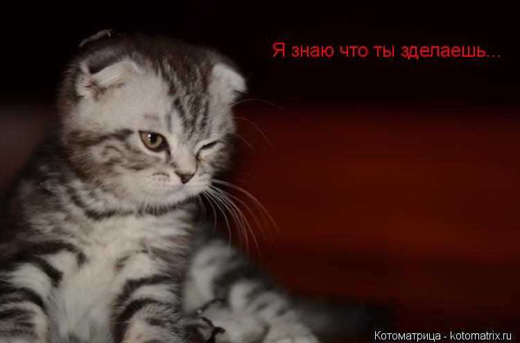 Я знаю что ты зделаешь...... Котоматрица: Я знаю что ты зделаешь...