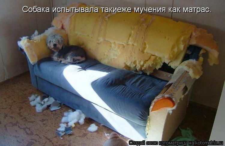 Собака испытывала такиеже мучения как матрас.... Котоматрица: Собака испытывала такиеже мучения как матрас.