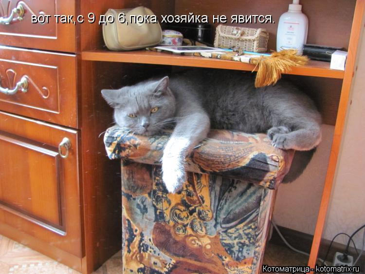вот так,с 9 до 6,пока хозяйка не явится.... Котоматрица: вот так,с 9 до 6,пока хозяйка не явится.