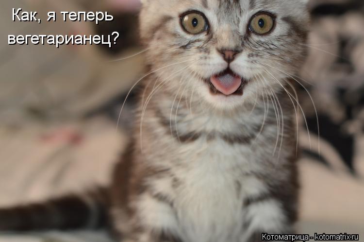 Котоматрица: Как, я теперь вегетарианец?