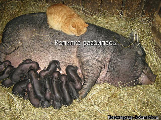 - Копилка разбилась....... Котоматрица: - Копилка разбилась....