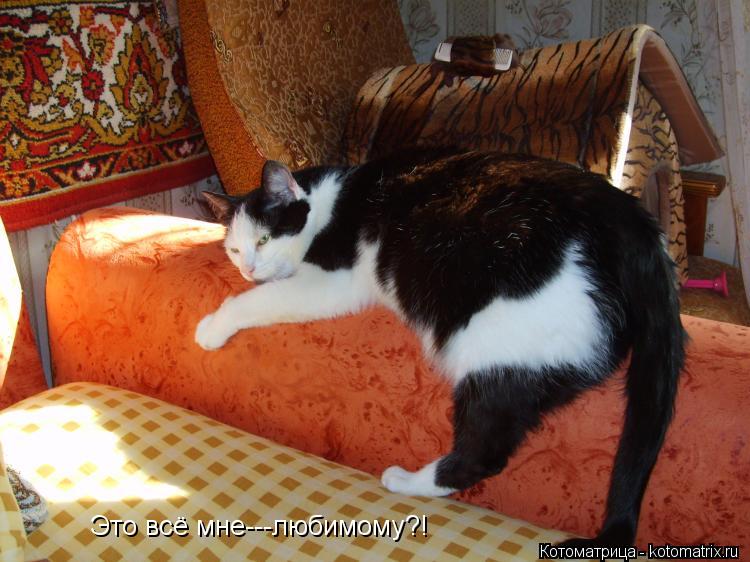 Это всё мне---любимому?!... Котоматрица: Это всё мне---любимому?!