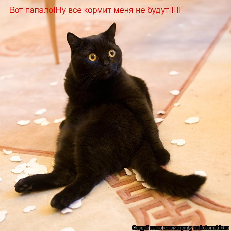 Вот папало!Ну все кормит меня не будут!!!!!... Котоматрица: Вот папало!Ну все кормит меня не будут!!!!!