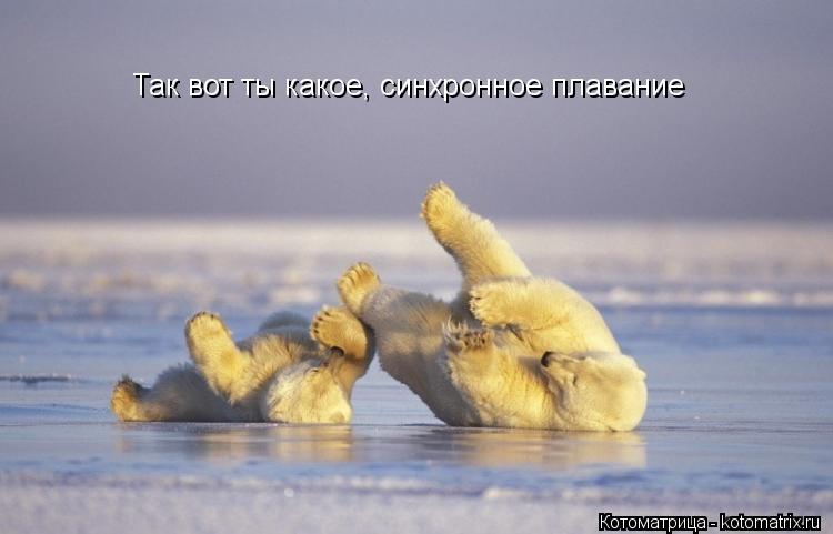 Так вот ты какое, синхронное плавание... Котоматрица: Так вот ты какое, синхронное плавание