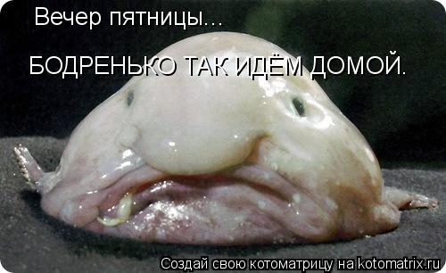 Вечер пятницы... БОДРЕНЬКО ТАК ИДЁМ ДОМОЙ.... Котоматрица: Вечер пятницы... БОДРЕНЬКО ТАК ИДЁМ ДОМОЙ.