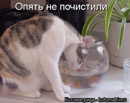 Опять не почистили... Котоматрица: Опять не почистили