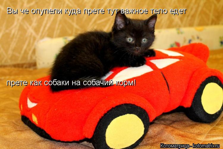 Котоматрица: Вы че опупели куда прете тут важное тело едет  прете как собаки на собачий корм!