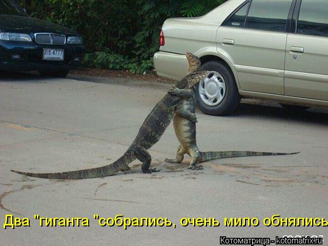 Два "гиганта "собрались, очень мило обнялись.... Котоматрица: Два "гиганта "собрались, очень мило обнялись.