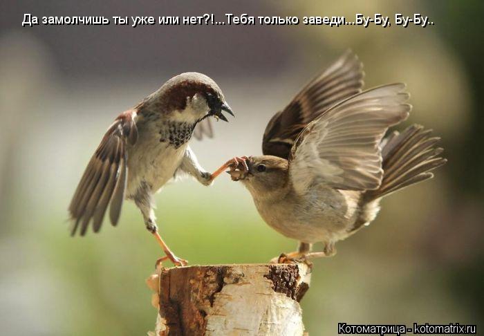 Да замолчишь ты уже или нет?!...Тебя только заведи...Бу-Бу, Бу-Бу..... Котоматрица: Да замолчишь ты уже или нет?!...Тебя только заведи...Бу-Бу, Бу-Бу..