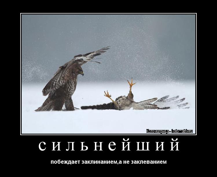 сильнейший побеждает заклинанием,а не заклеванием... Котоматрица: сильнейший побеждает заклинанием,а не заклеванием