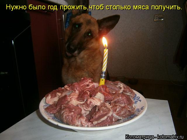 Нужно было год прожить,чтоб столько мяса получить.... Котоматрица: Нужно было год прожить,чтоб столько мяса получить.