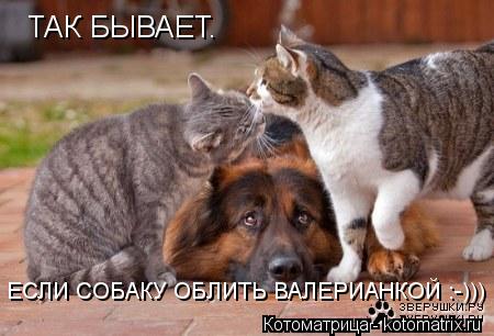 ТАК БЫВАЕТ. ЕСЛИ СОБАКУ ОБЛИТЬ ВАЛЕРИАНКОЙ :-)))... Котоматрица: ТАК БЫВАЕТ. ЕСЛИ СОБАКУ ОБЛИТЬ ВАЛЕРИАНКОЙ :-)))