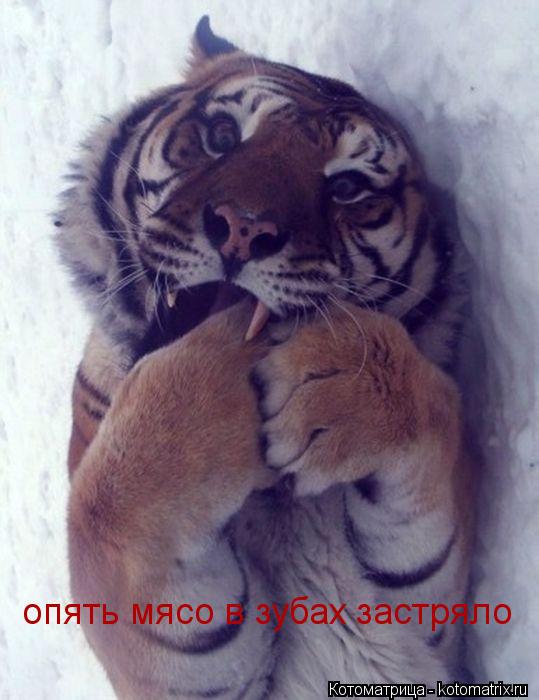 опять мясо в зубах застряло... Котоматрица: опять мясо в зубах застряло
