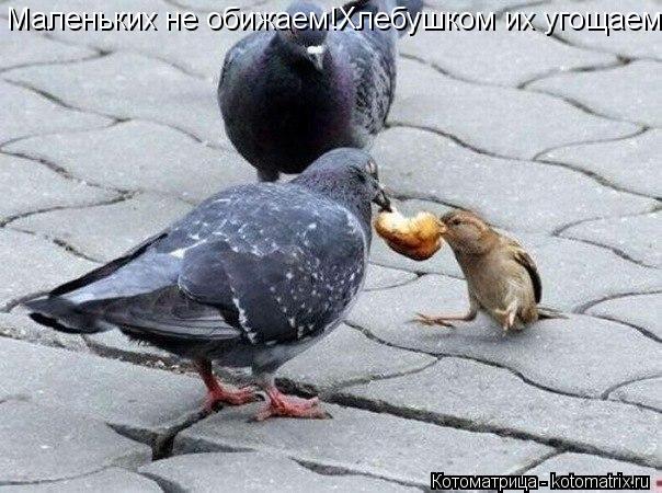 Котоматрица: Маленьких не обижаем!Хлебушком их угощаем!