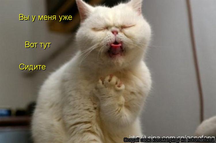 Вы у меня уже Вот тут Сидите Сидите... Котоматрица: Вы у меня уже Вот тут Сидите Сидите