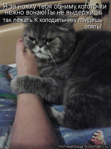 Котоматрица: Я за ножку тебя обниму,коготочки  нежно вонзю!Ты не выдержишь  так лежать.К холодильнику пойдешь опять!