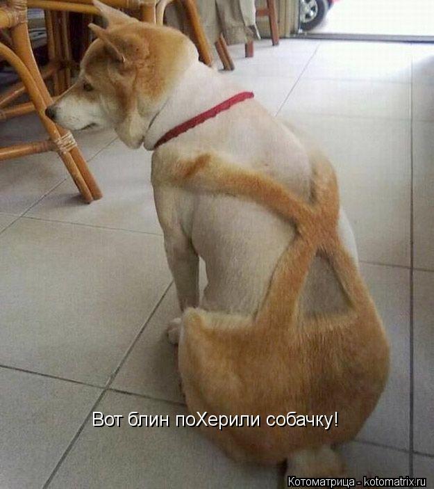 Вот блин поХерили собачку!... Котоматрица: Вот блин поХерили собачку!