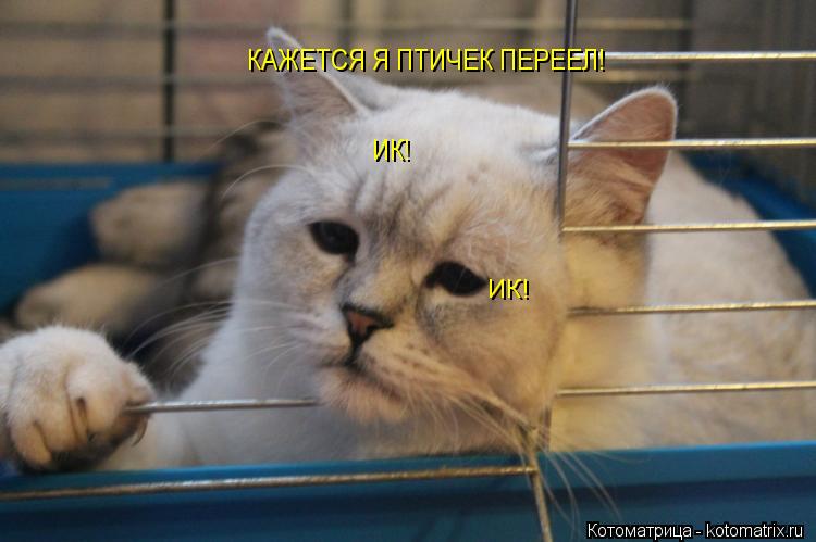 КАЖЕТСЯ Я ПТИЧЕК ПЕРЕЕЛ! ИК! ИК!... Котоматрица: КАЖЕТСЯ Я ПТИЧЕК ПЕРЕЕЛ! ИК! ИК!