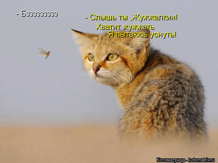 Котоматрица: - Бззззззззз - Слышь ты ,Жужжалкин! Хватит жужжать Я пытаюсь уснуть!