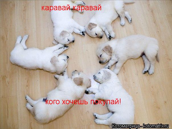 каравай каравай кого хочешь покупай!... Котоматрица: каравай каравай кого хочешь покупай!