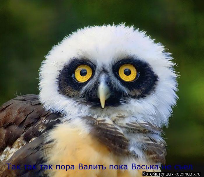 Так так так пора Валить пока Васька не съел... Котоматрица: Так так так пора Валить пока Васька не съел