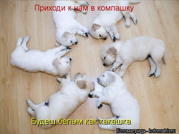 Приходи к нам в компашку Будеш белым как какашка... Котоматрица: Приходи к нам в компашку Будеш белым как какашка