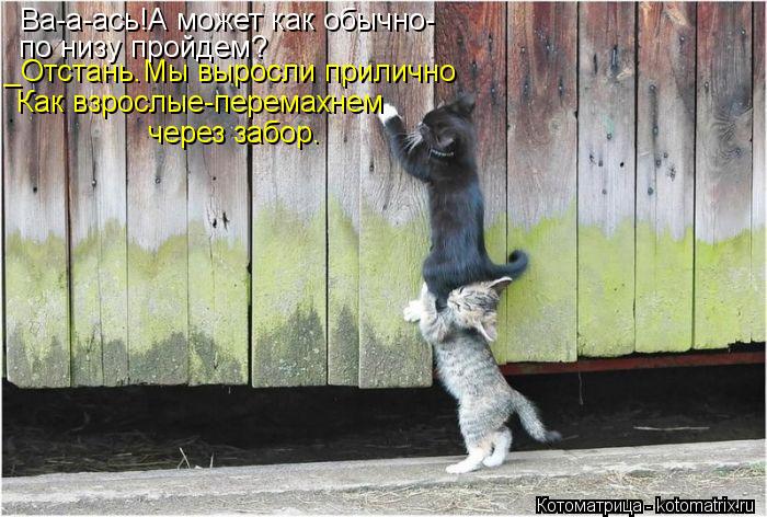 _Отстань.Мы выросли прилично Как взрослые-перемахнем через забор. Ва-а-ась!А может как обычно- по н... Котоматрица: _Отстань.Мы выросли прилично Как взрослые-перемахнем через забор. Ва-а-ась!А может как обычно- по низу пройдем?