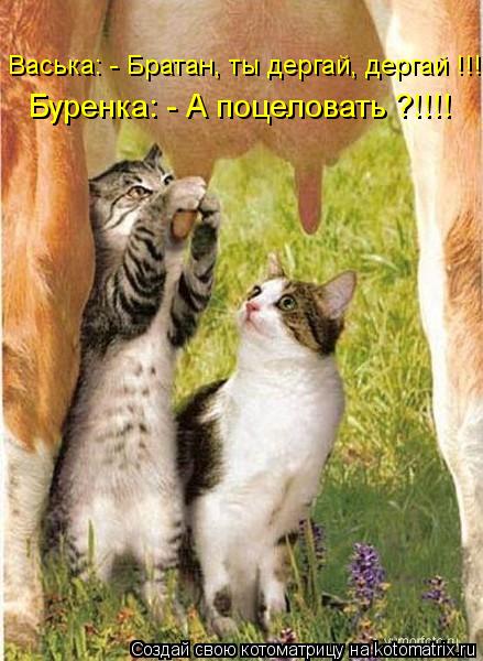 Васька: - Братан, ты дергай, дергай !!!! Буренка: - А поцеловать ?!!!!... Котоматрица: Васька: - Братан, ты дергай, дергай !!!! Буренка: - А поцеловать ?!!!!
