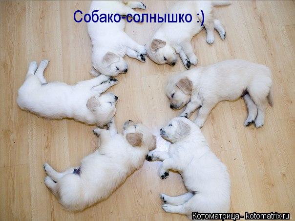Котоматрица: Собако-солнышко :)