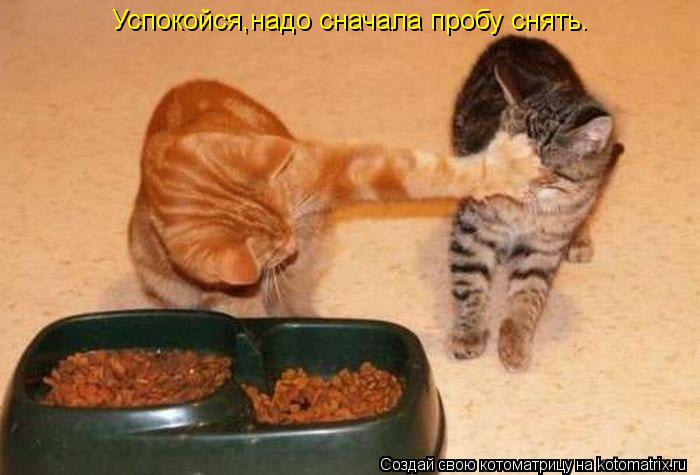 Успокойся,надо сначала пробу снять.... Котоматрица: Успокойся,надо сначала пробу снять.