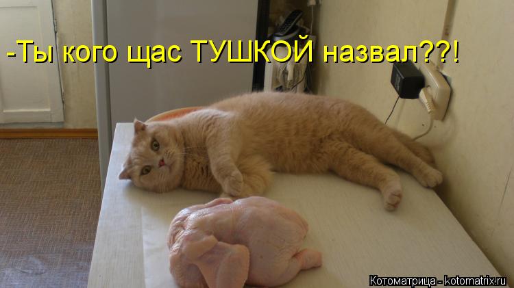 -Ты кого щас ТУШКОЙ назвал??!... Котоматрица: -Ты кого щас ТУШКОЙ назвал??!