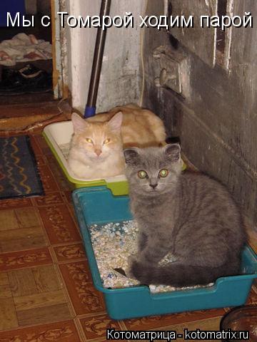 Мы с Томарой ходим парой... Котоматрица: Мы с Томарой ходим парой
