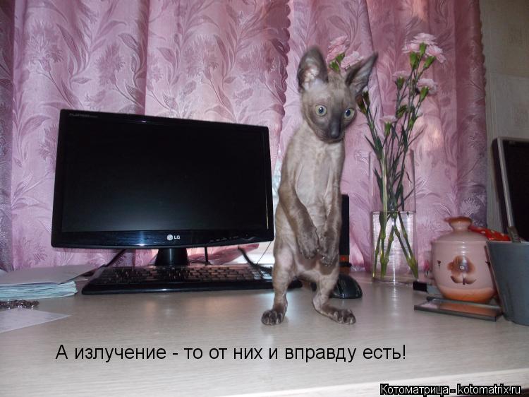 А излучение - то от них и вправду есть!... Котоматрица: А излучение - то от них и вправду есть!