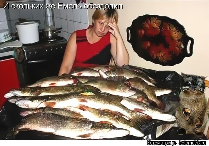 Котоматрица: И скольких же Емель обездолил